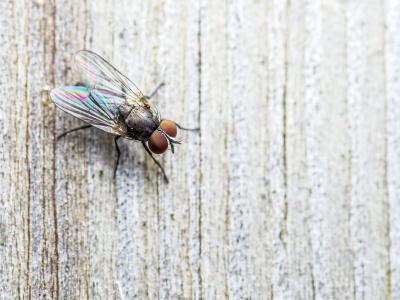 Fly on the wall (© nechaevkon / Fotolia.com)