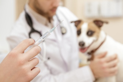 Veterinary Vaccines (© Nestor / Fotolia.com)